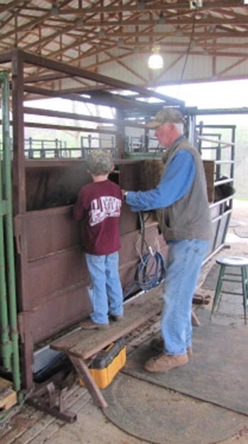 Joe Davis, working cattle with his grandson.